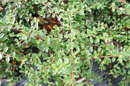  Dwergmispel (Cotoneaster Suecicus 'Coral Beauty')