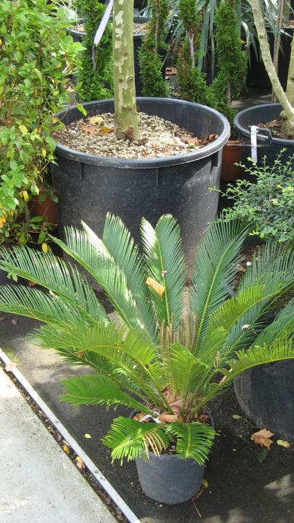  Cycaspalm (Cycas Revoluta)