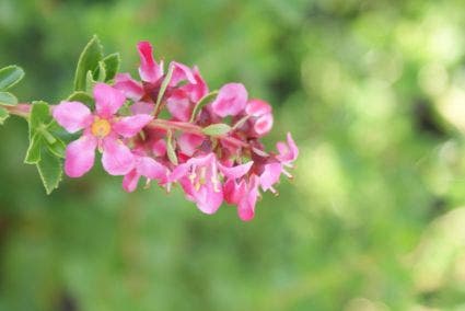  Escallonia (Escallonia 'Red Dream')