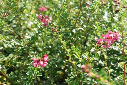  Escallonia (Escallonia 'Red Dream')