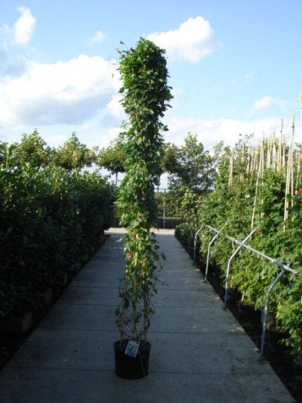  Bruidssluier (Fallopia Aubertii)