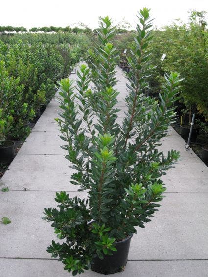  Aardbeiboom Als Struik (Arbutus Unedo)