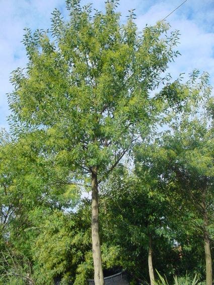  Mimosa Als Boom (Acacia Dealbata)