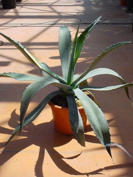  Agave (Agave Americana)