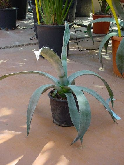  Agave (Agave Americana)