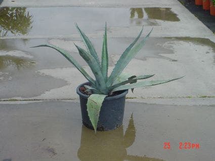  Agave (Agave Americana)