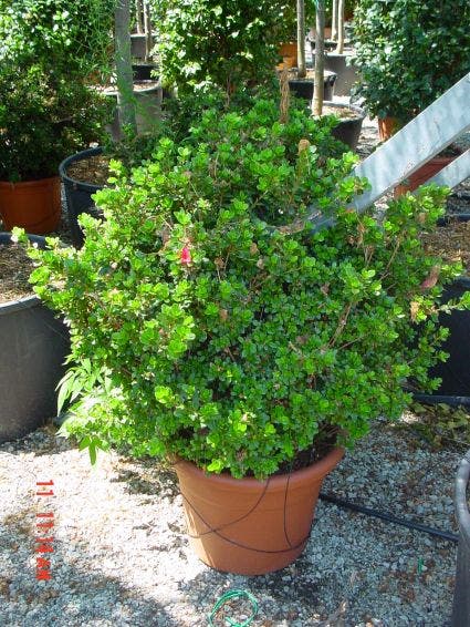  Japanse Azalea (Rhododendron 'Ladyflora Alba')