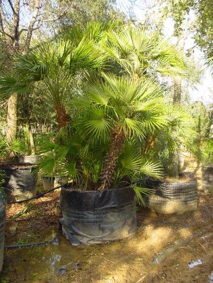  Dwergpalm (Chamaerops Humilis 'Vulcano')