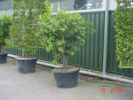  Kumquat (Citrus Kumquat)