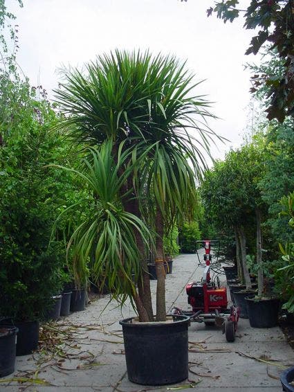  Cordyline (Cordyline Australis)