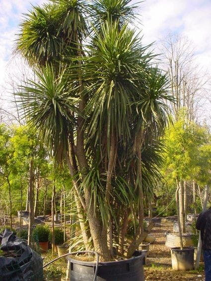  Cordyline (Cordyline Australis)