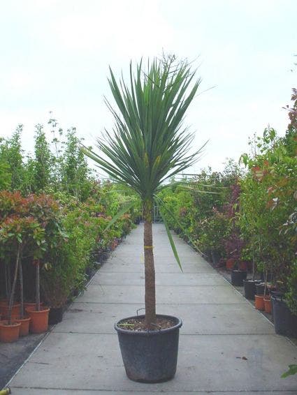  Cordyline (Cordyline Australis)