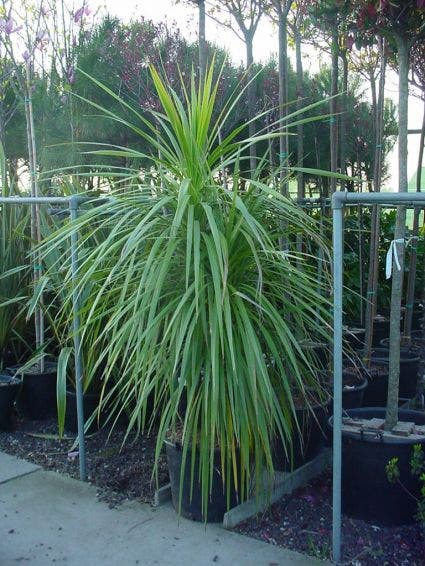  Cordyline (Cordyline Australis)