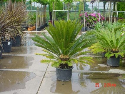  Cycaspalm (Cycas Revoluta)