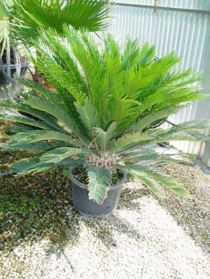  Cycaspalm (Cycas Revoluta)