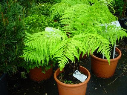  Grote Boomvaren (Dicksonia Antarctica)