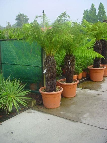  Boomvaren (Dicksonia Antarctica)