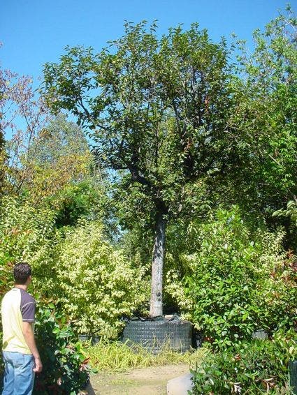 Kaki (Diospyros Kaki)