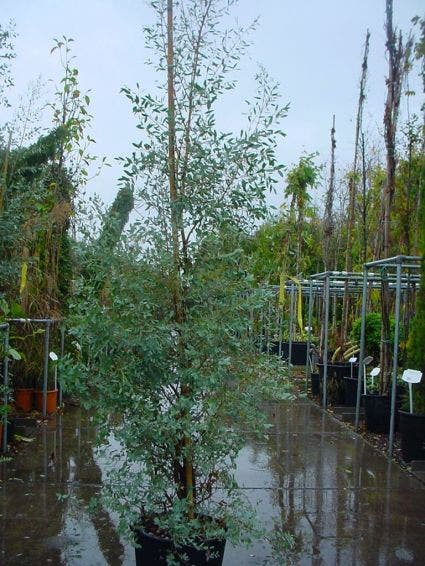 Winterharde Gomboom (Eucalyptus Gunnii)