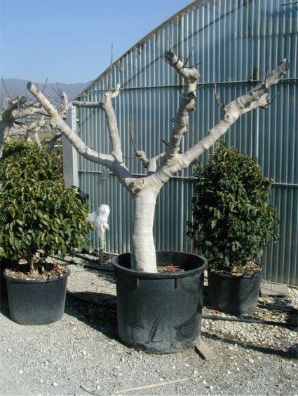  Vijg Als Solitair (Ficus Carica)