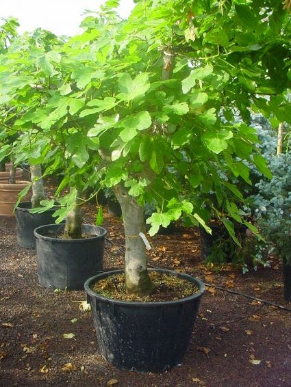  Vijg Als Solitair (Ficus Carica)