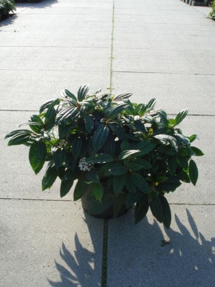  Sneeuwbal (Viburnum Davidii)