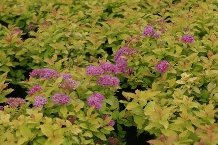  Spierstruik (Spiraea Japonica 'Golden Princess')