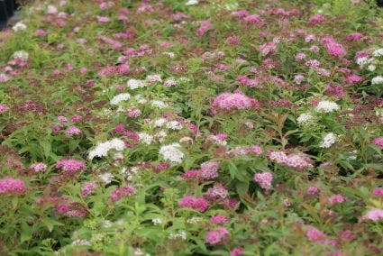  Spierstruik (Spiraea Japonica 'Genpei' (Shirobana))