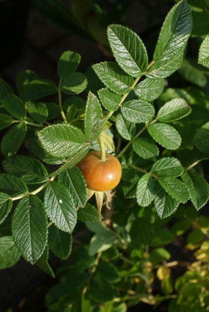  Rimpelroos (Rosa Rugosa 'Rubra')
