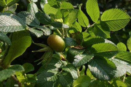  Rimpelroos (Rosa Rugosa 'Rubra')