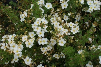  Ganzerik (Potentilla Fruticosa 'Abbotswood')