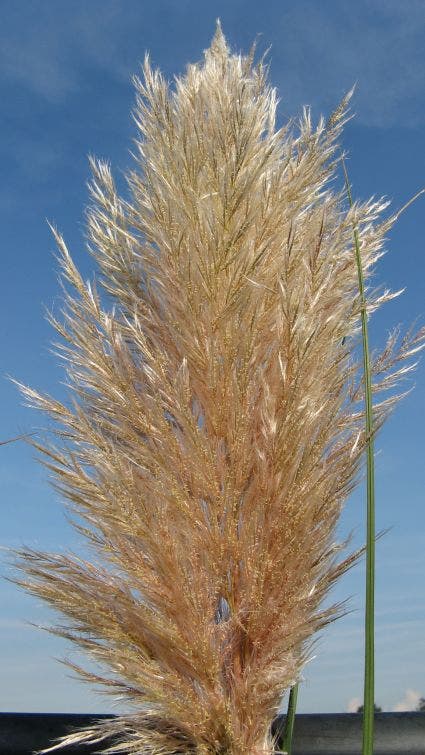  Pampasgras (Cortaderia Selloana)