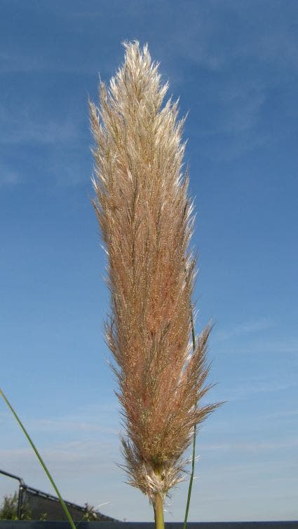  Pampasgras (Cortaderia Selloana)