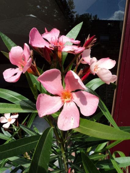  Oleander Als Boom (Nerium Oleander)