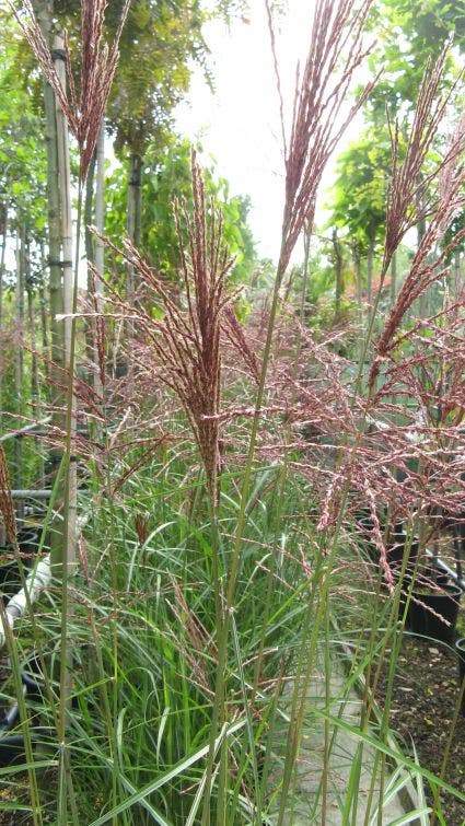  Chinees Riet, Sierriet (Miscanthus Sinensis 'Kleine Fontaine')