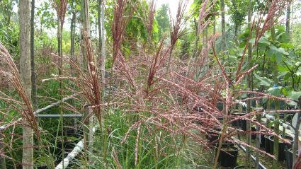  Chinees Riet, Sierriet (Miscanthus Sinensis 'Kleine Fontaine')