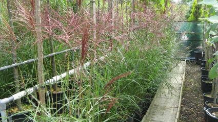  Chinees Riet, Sierriet (Miscanthus Sinensis 'Kleine Fontaine')