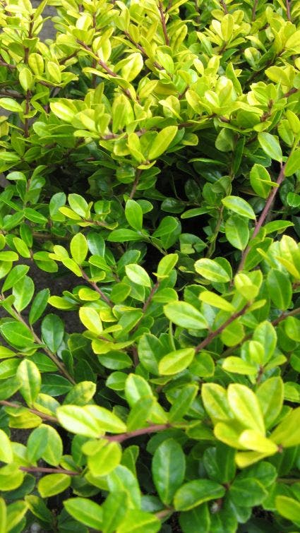  Chinese Hulst (Ilex Crenata 'Golden Gem')