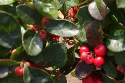  Bergthee / Patrijzenbes (Gaultheria Procumbens)