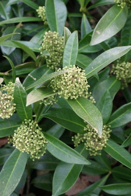  Skimmia (Skimmia Confusa 'Kew Green')