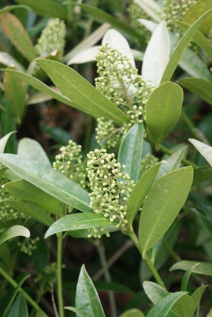  Skimmia (Skimmia Confusa 'Kew Green')