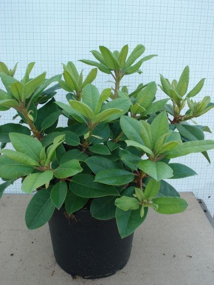  Rhododendron (Rhododendron Catawbiense 'Boursault')