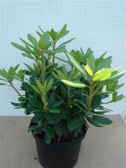 Rhododendron (Rhododendron Catawbiense 'Grandiflorum')