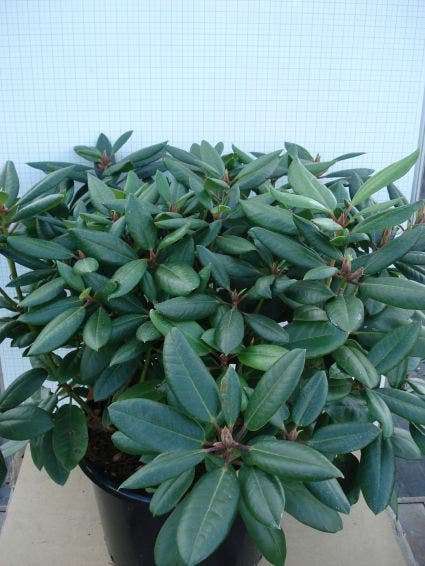  Rhododendron (Rhododendron Catawbiense 'Boursault')