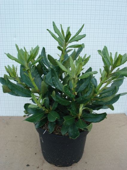  Rhododendron (Rhododendron 'Nova Zembla')