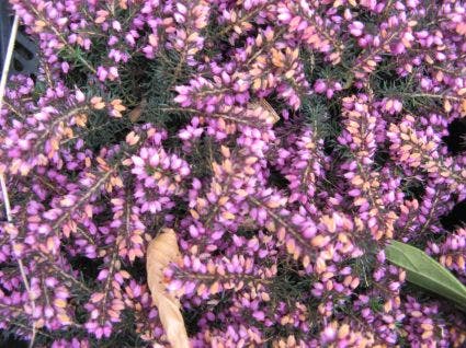  Rode Winterheide (Erica Darleyensis 'Kramer's Rote')