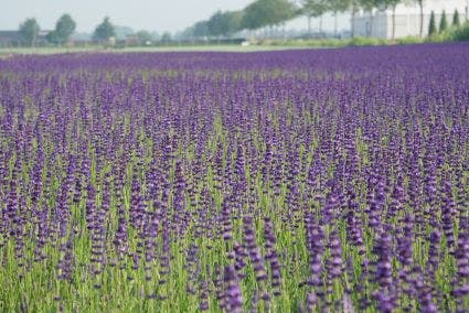  Lavendel (Lavandula Angustifolia 'Hidcote') BIO