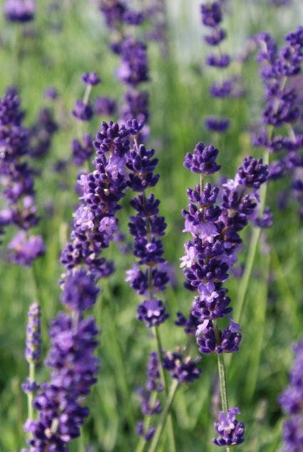  Lavendel (Lavandula Angustifolia 'Hidcote') BIO