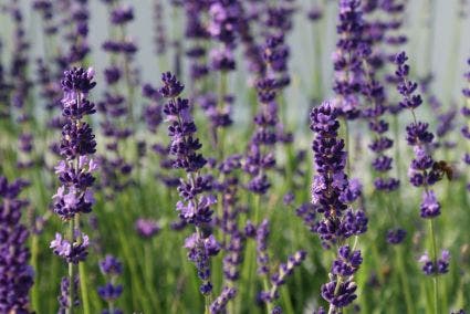  Lavendel (Lavandula Angustifolia 'Hidcote') BIO