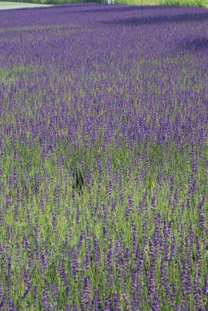  Lavendel (Lavandula Angustifolia 'Hidcote') BIO